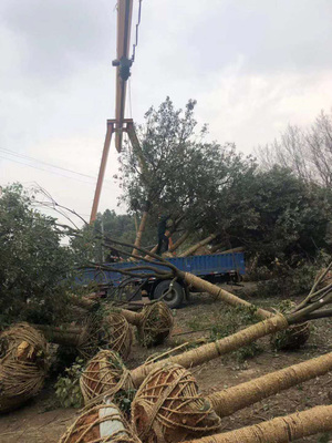 长兴雉城小潘苗圃场16公分香樟树装车发货!